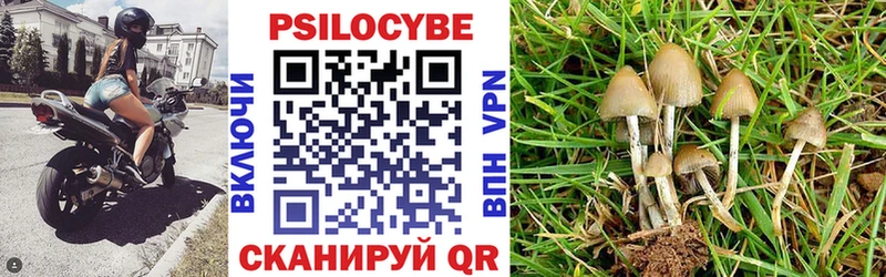 закладка  Троицк  Псилоцибиновые грибы Cubensis 